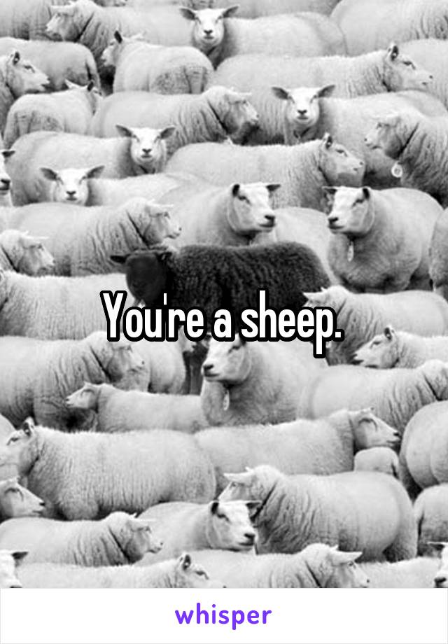 You're a sheep. 