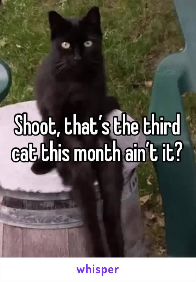 Shoot, that’s the third cat this month ain’t it? 