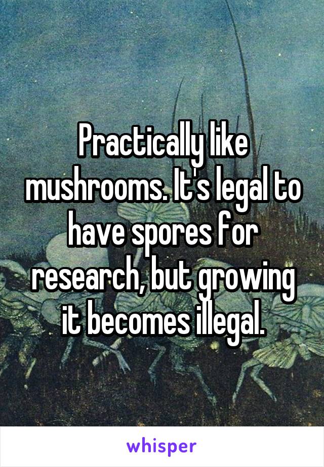 Practically like mushrooms. It's legal to have spores for research, but growing it becomes illegal.