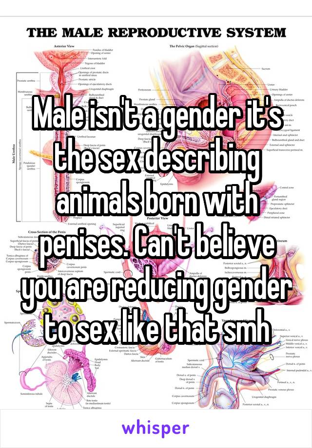 Male isn't a gender it's the sex describing animals born with penises. Can't believe you are reducing gender to sex like that smh