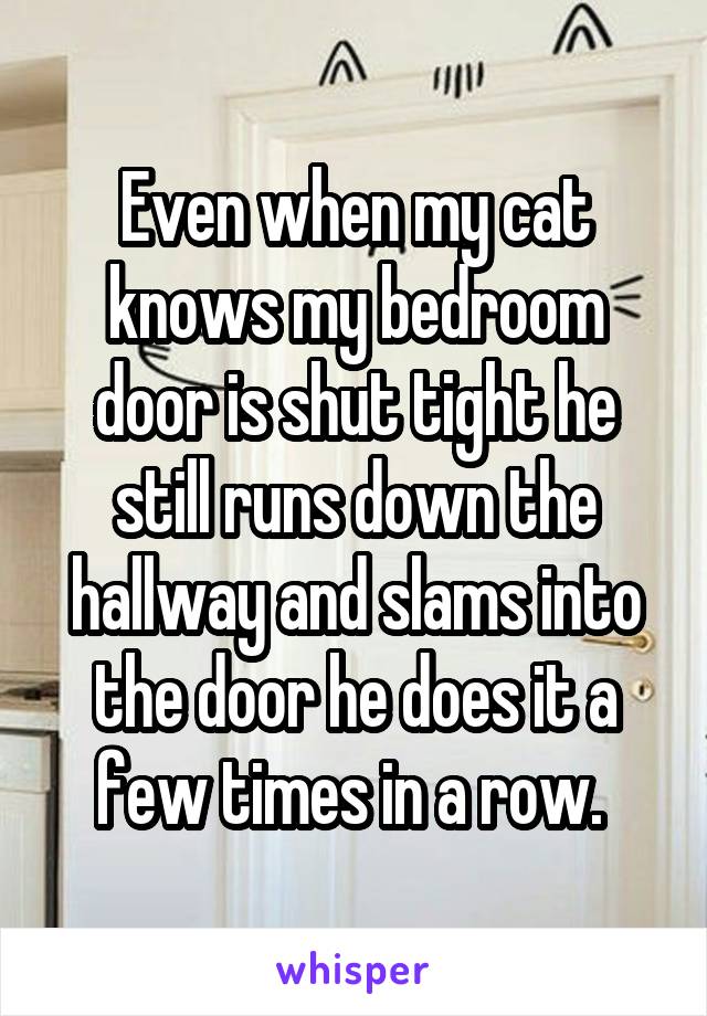 Even when my cat knows my bedroom door is shut tight he still runs down the hallway and slams into the door he does it a few times in a row. 