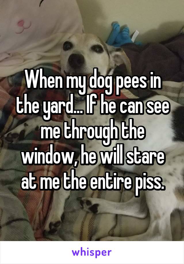 When my dog pees in the yard... If he can see me through the window, he will stare at me the entire piss.
