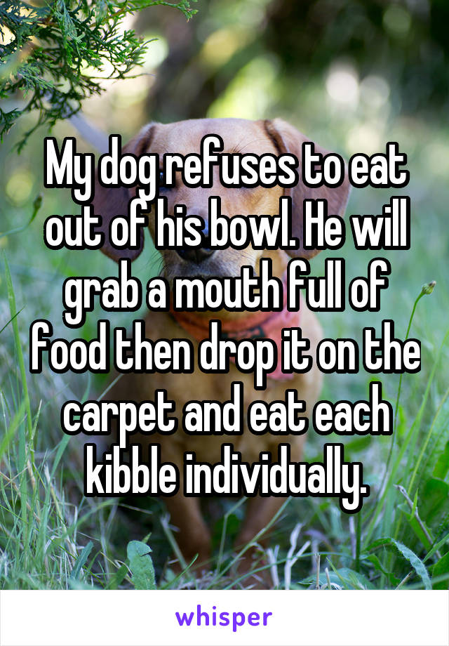 My dog refuses to eat out of his bowl. He will grab a mouth full of food then drop it on the carpet and eat each kibble individually.