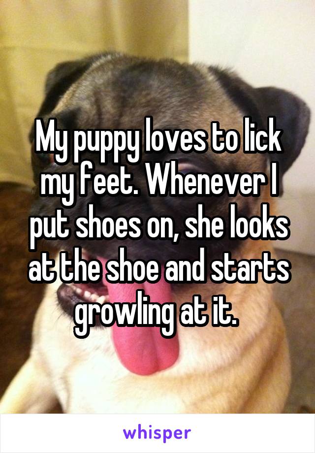 My puppy loves to lick my feet. Whenever I put shoes on, she looks at the shoe and starts growling at it. 
