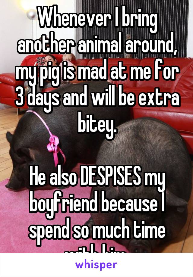 Whenever I bring another animal around, my pig is mad at me for 3 days and will be extra bitey.

He also DESPISES my boyfriend because I spend so much time with him 