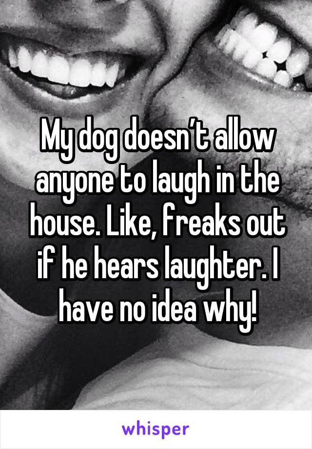 My dog doesn’t allow anyone to laugh in the house. Like, freaks out if he hears laughter. I have no idea why!
