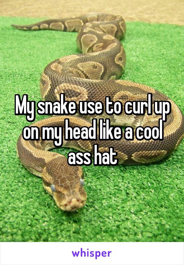 My snake use to curl up on my head like a cool ass hat