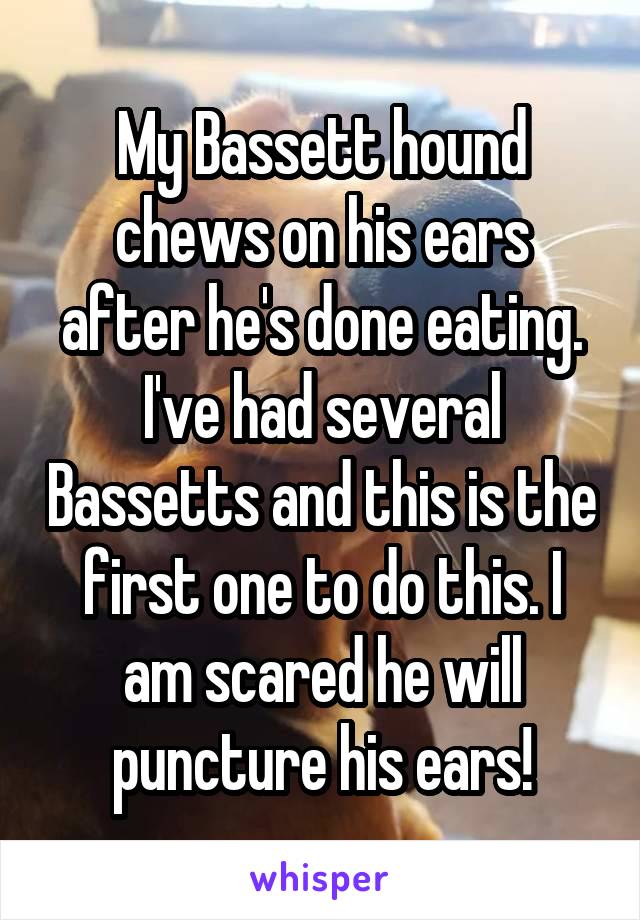 My Bassett hound chews on his ears after he's done eating.
I've had several Bassetts and this is the first one to do this. I am scared he will puncture his ears!