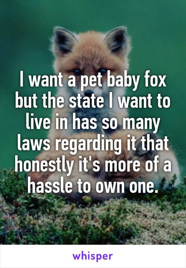 I want a pet baby fox but the state I want to live in has so many laws regarding it that honestly it's more of a hassle to own one.