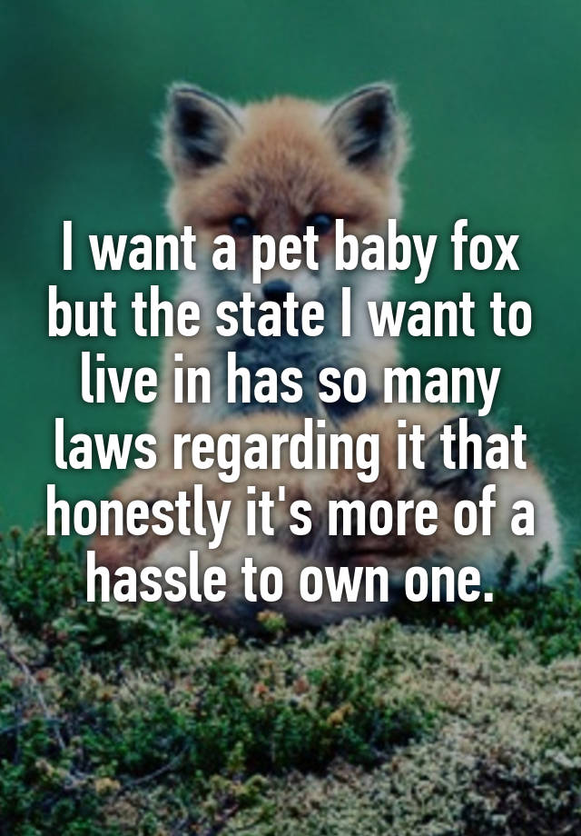 I want a pet baby fox but the state I want to live in has so many laws regarding it that honestly it's more of a hassle to own one.