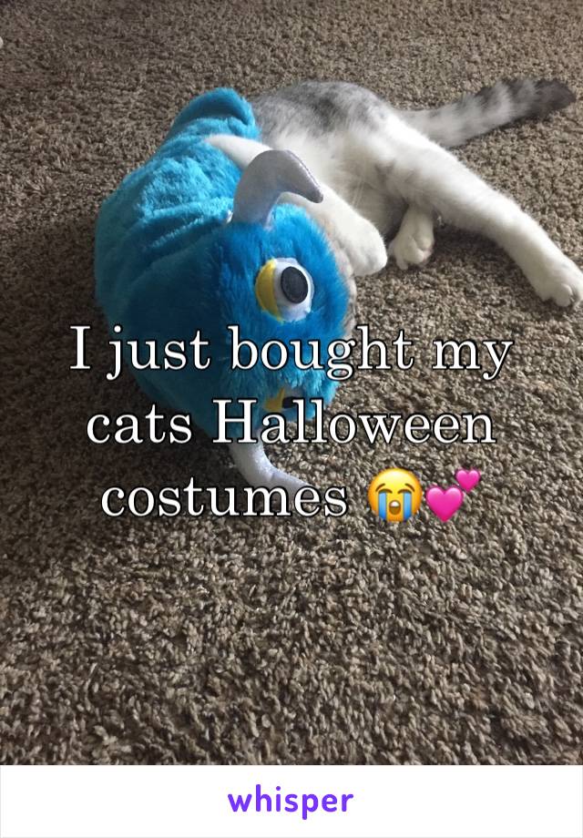 I just bought my cats Halloween costumes 😭💕