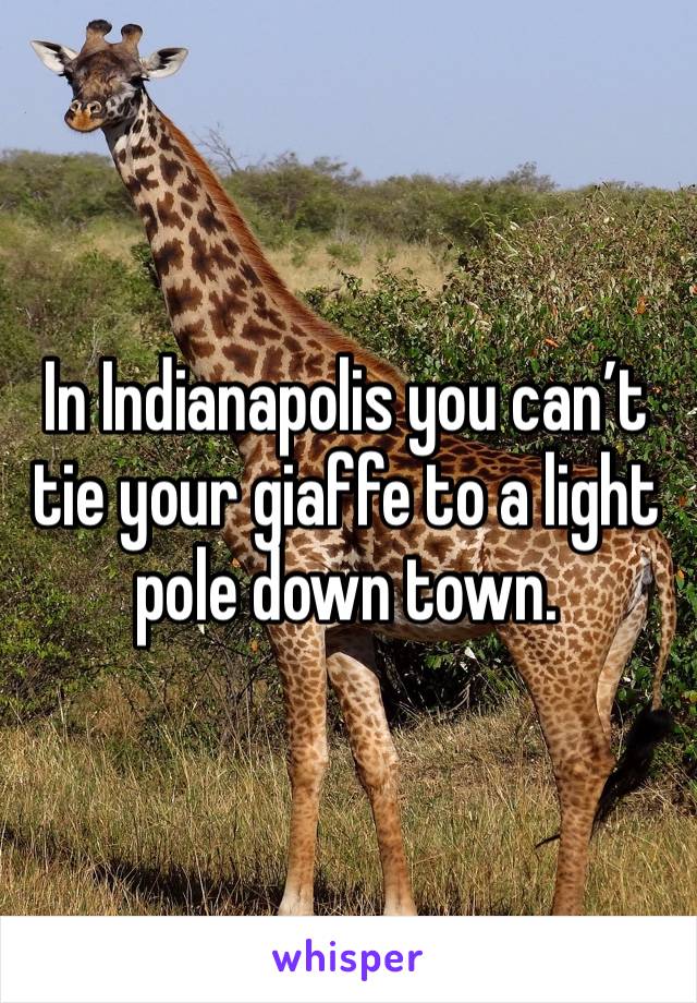 In Indianapolis you can’t tie your giaffe to a light pole down town.