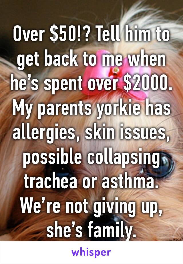 Over $50!? Tell him to get back to me when he’s spent over $2000. My parents yorkie has allergies, skin issues, possible collapsing trachea or asthma. We’re not giving up, she’s family.