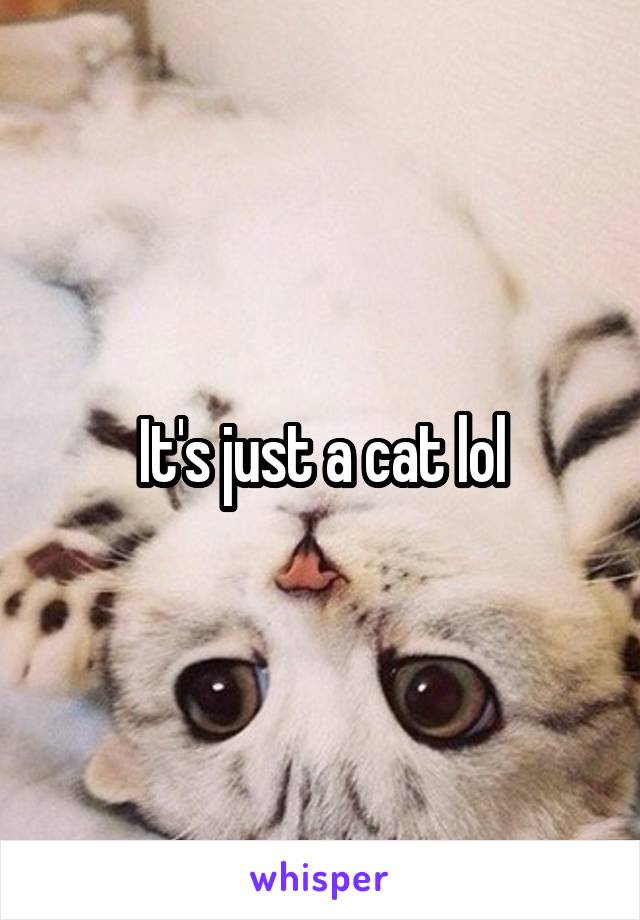 It's just a cat lol