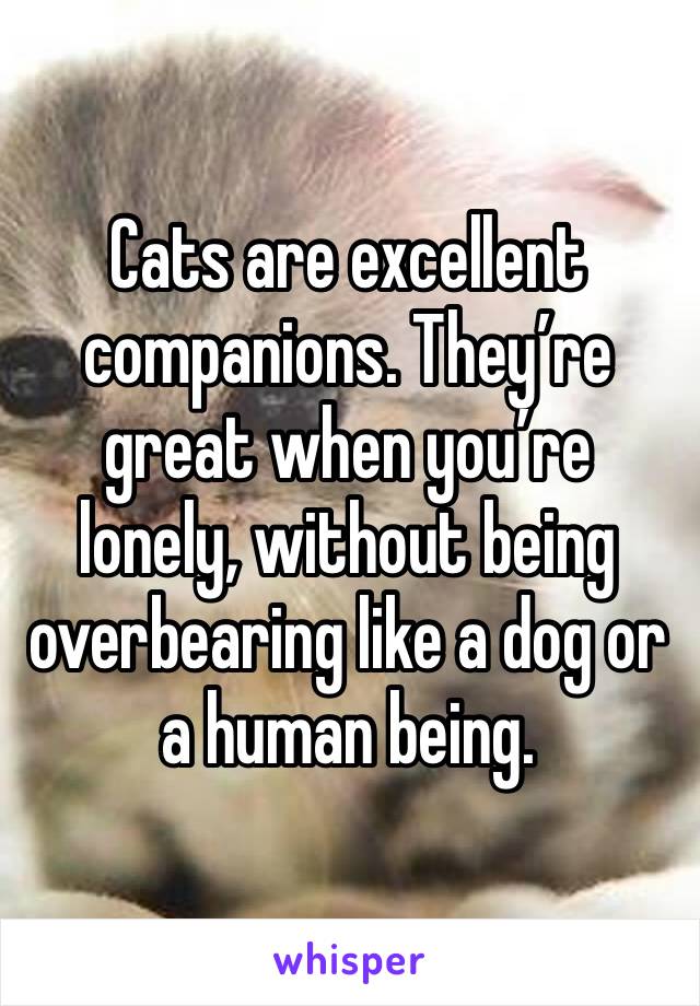 Cats are excellent companions. They’re great when you’re lonely, without being overbearing like a dog or a human being. 