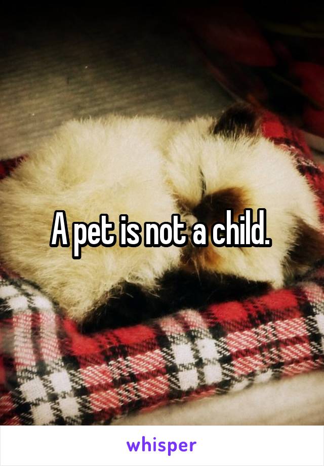 A pet is not a child. 