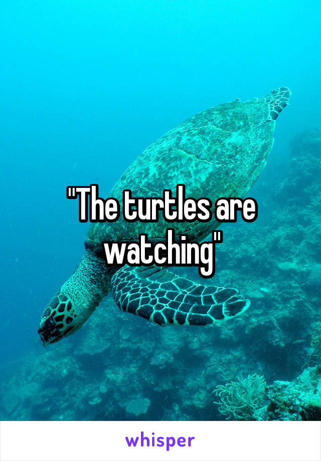 "The turtles are watching"