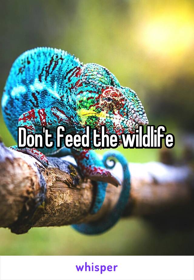 Don't feed the wildlife 