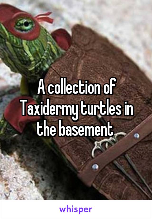 A collection of Taxidermy turtles in the basement 