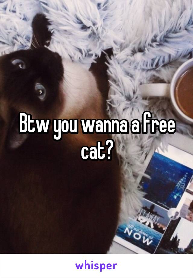 Btw you wanna a free cat?