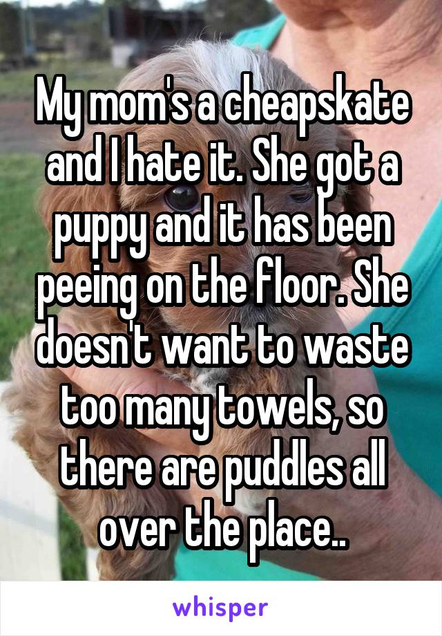 My mom's a cheapskate and I hate it. She got a puppy and it has been peeing on the floor. She doesn't want to waste too many towels, so there are puddles all over the place..