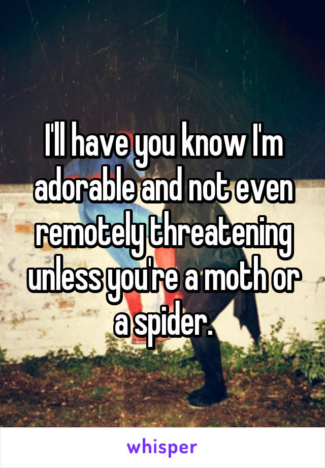 I'll have you know I'm adorable and not even remotely threatening unless you're a moth or a spider.