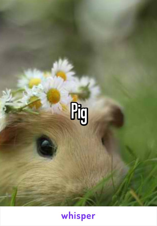 Pig