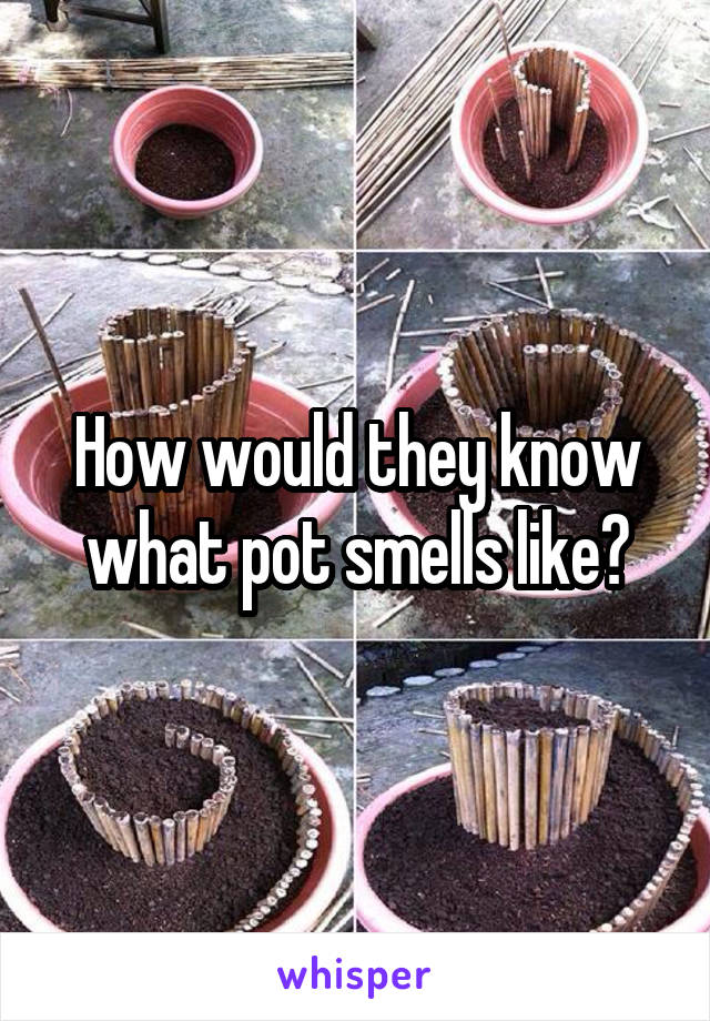 How would they know what pot smells like?