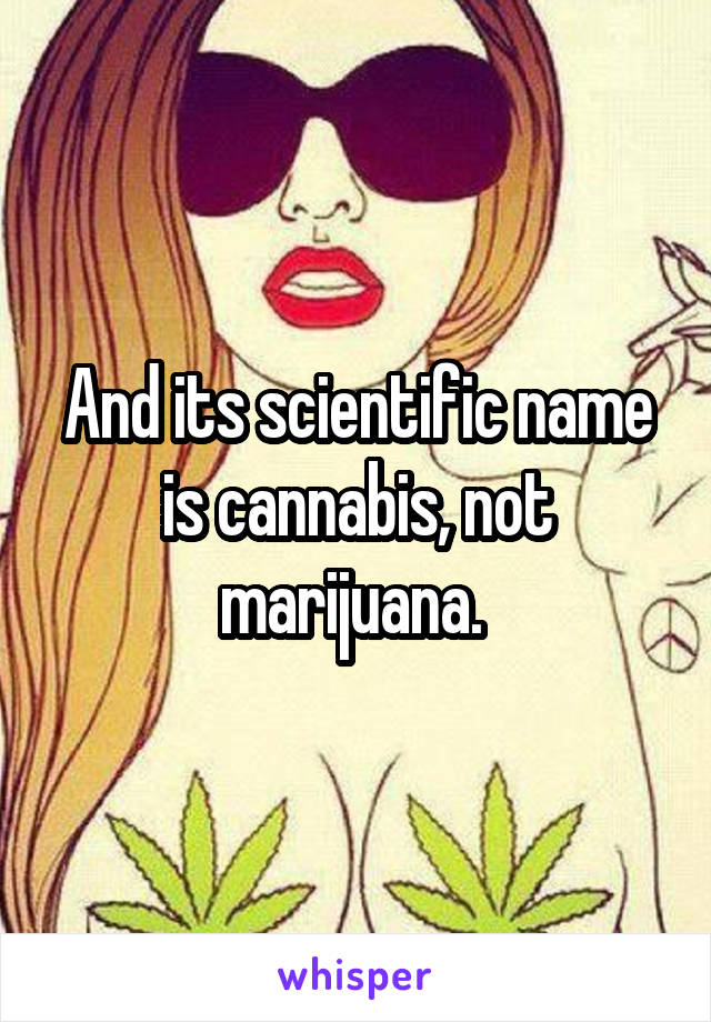 And its scientific name is cannabis, not marijuana. 