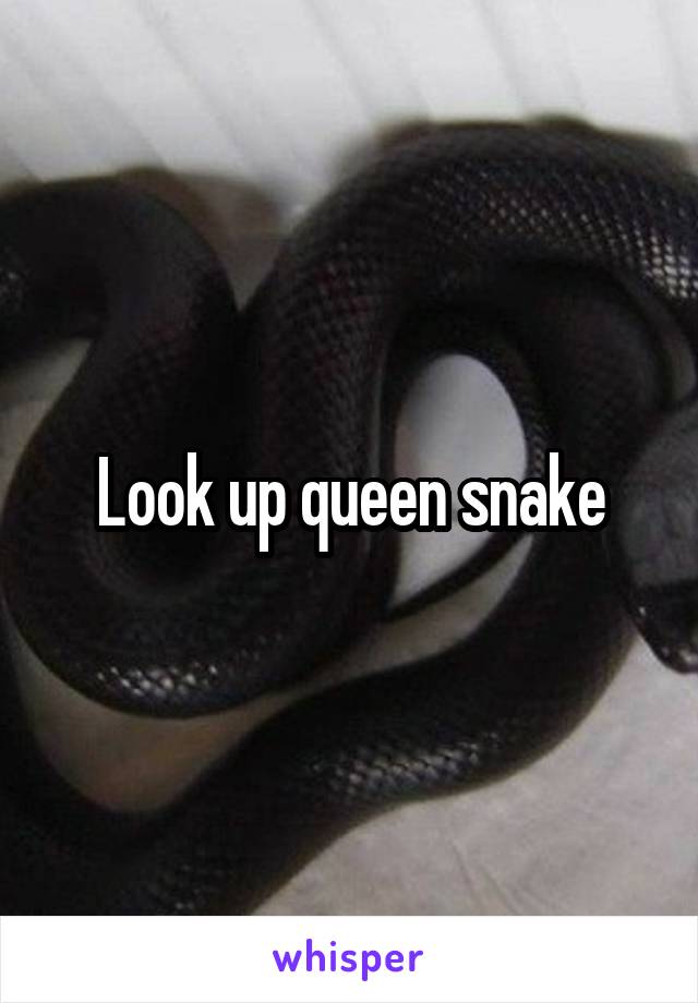 Look up queen snake