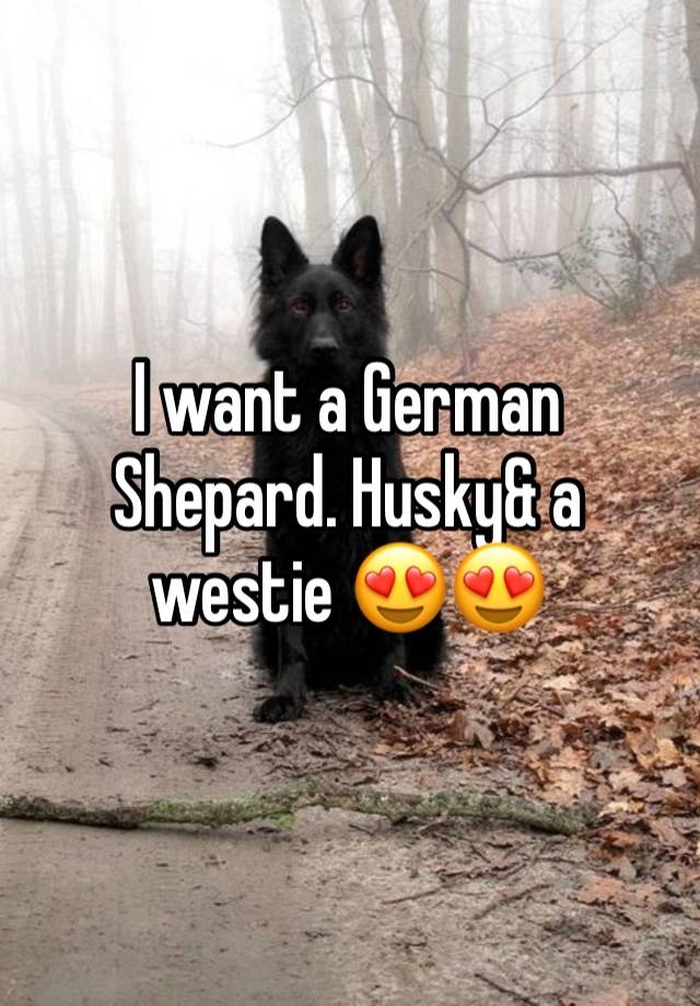 I want a German Shepard. Husky& a westie 😍😍