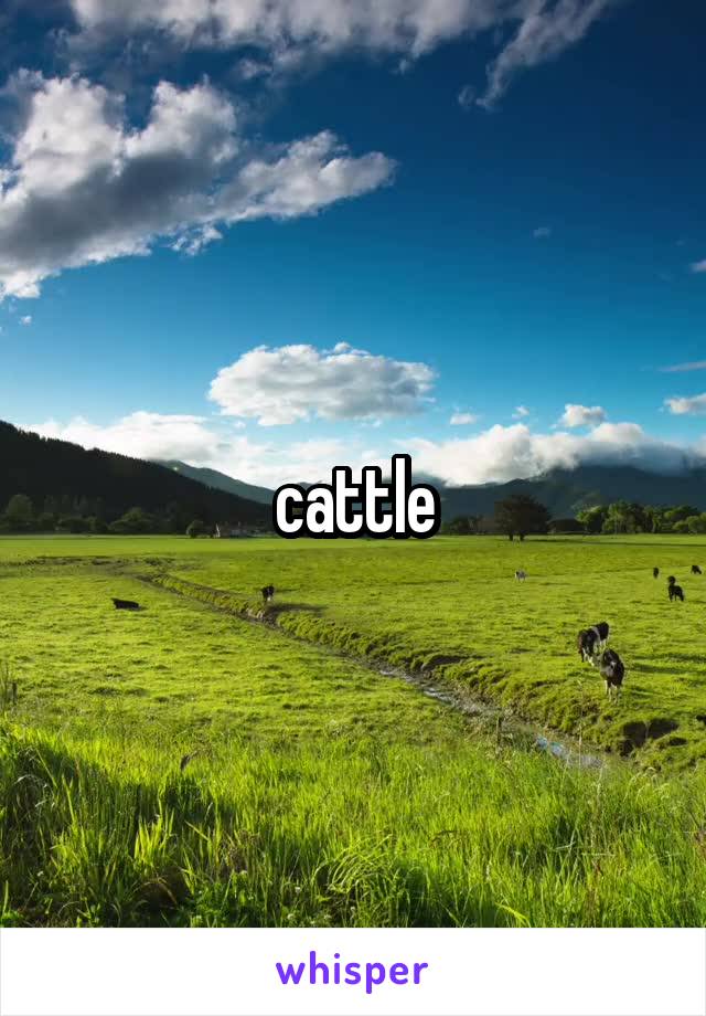 cattle