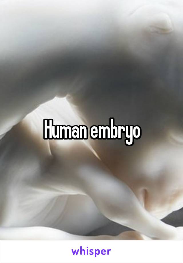 Human embryo