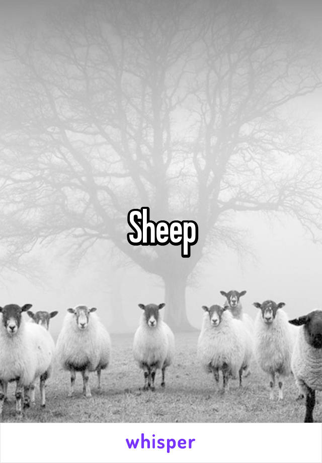 Sheep