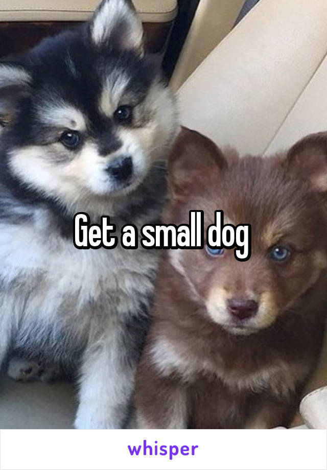 Get a small dog 