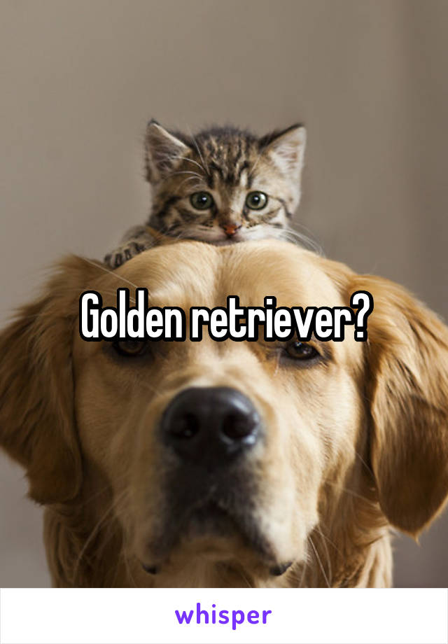 Golden retriever?