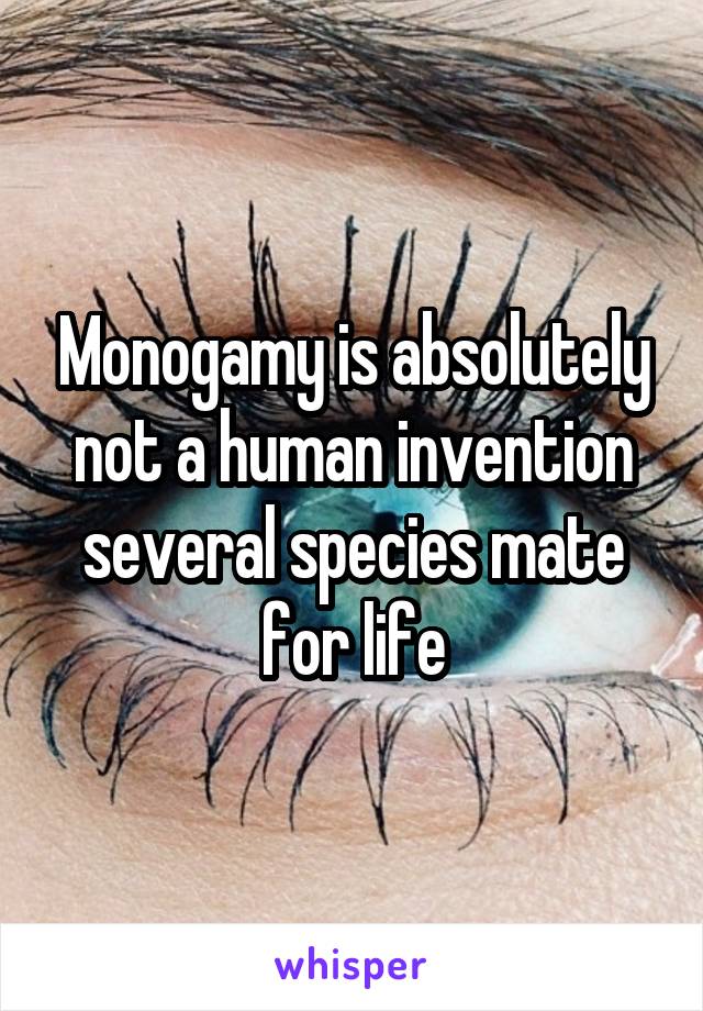 Monogamy is absolutely not a human invention several species mate for life