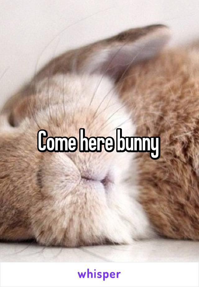 Come here bunny 