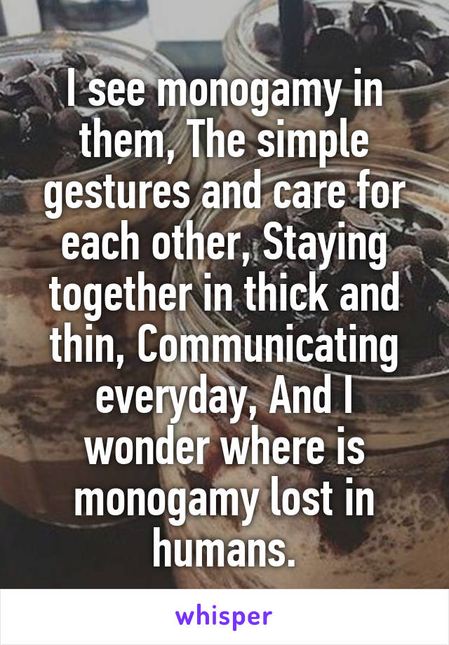 I see monogamy in them, The simple gestures and care for each other, Staying together in thick and thin, Communicating everyday, And I wonder where is monogamy lost in humans.