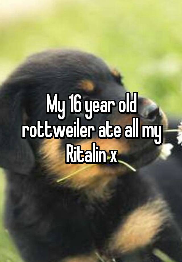 My 16 year old rottweiler ate all my Ritalin x