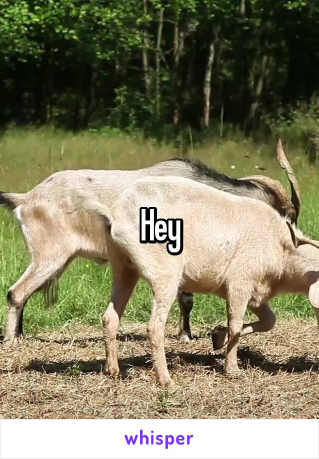 Hey