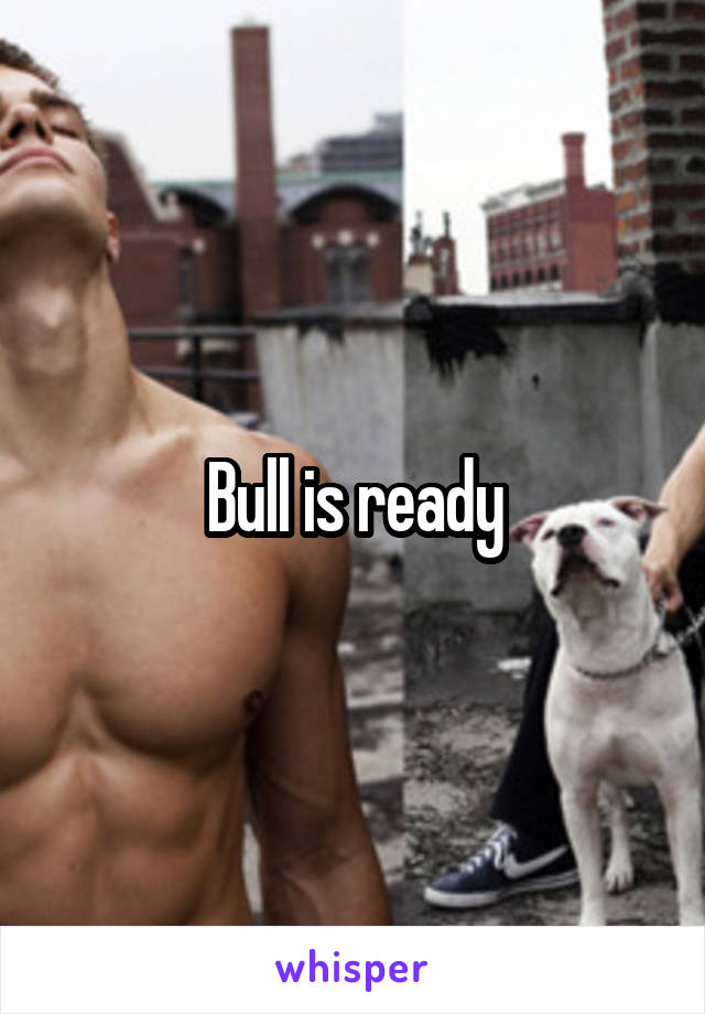 Bull is ready