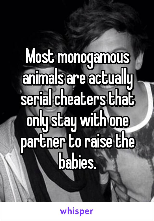 Most monogamous animals are actually serial cheaters that only stay with one partner to raise the babies.