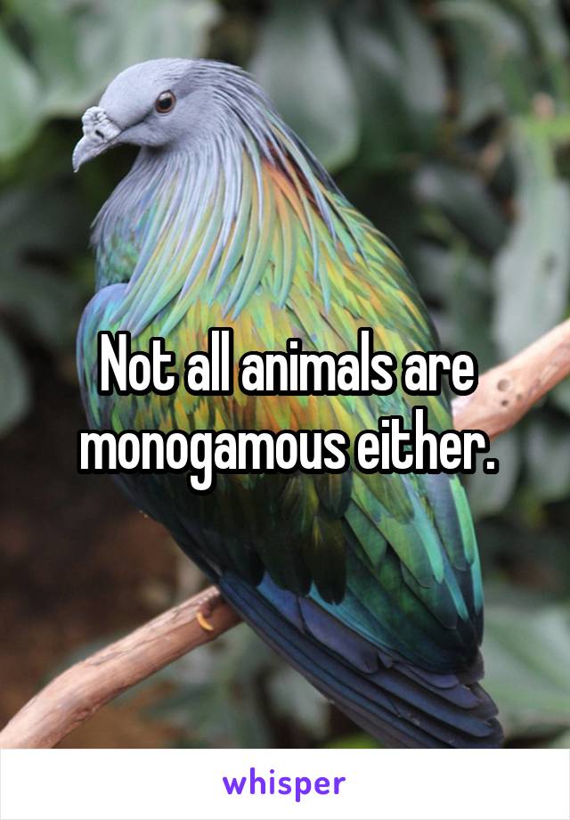 Not all animals are monogamous either.