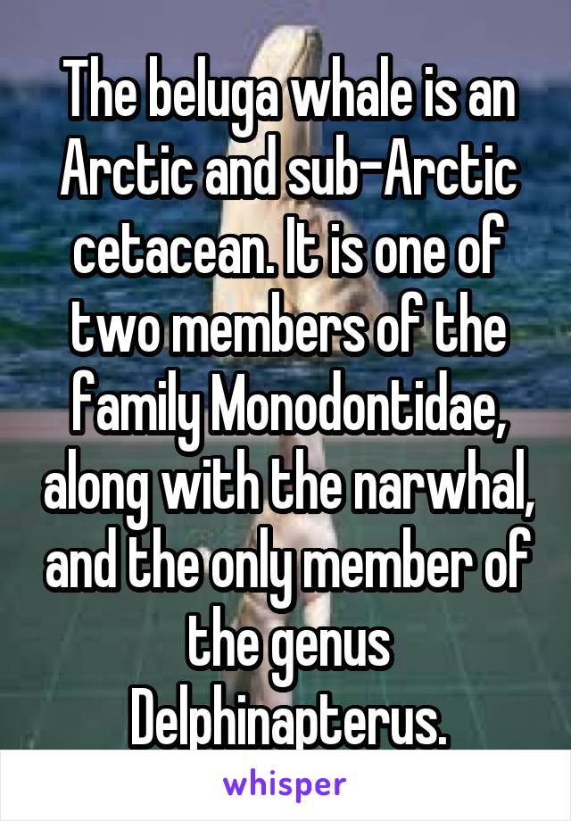 The beluga whale is an Arctic and sub-Arctic cetacean. It is one of two members of the family Monodontidae, along with the narwhal, and the only member of the genus Delphinapterus.