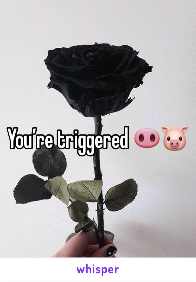 You’re triggered 🐽🐷