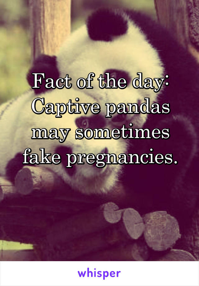 Fact of the day: Captive pandas may sometimes fake pregnancies.

