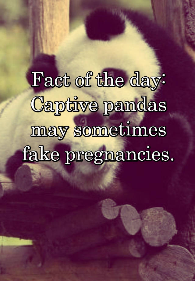 Fact of the day: Captive pandas may sometimes fake pregnancies.

