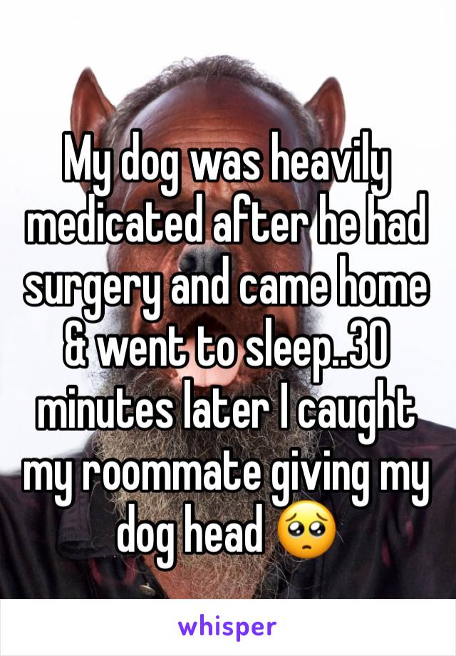 My dog was heavily medicated after he had surgery and came home & went to sleep..30 minutes later I caught my roommate giving my dog head 🥺