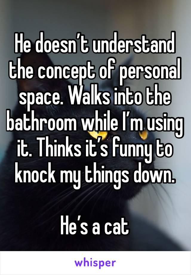 He doesn’t understand the concept of personal space. Walks into the bathroom while I’m using it. Thinks it’s funny to knock my things down. 

He’s a cat